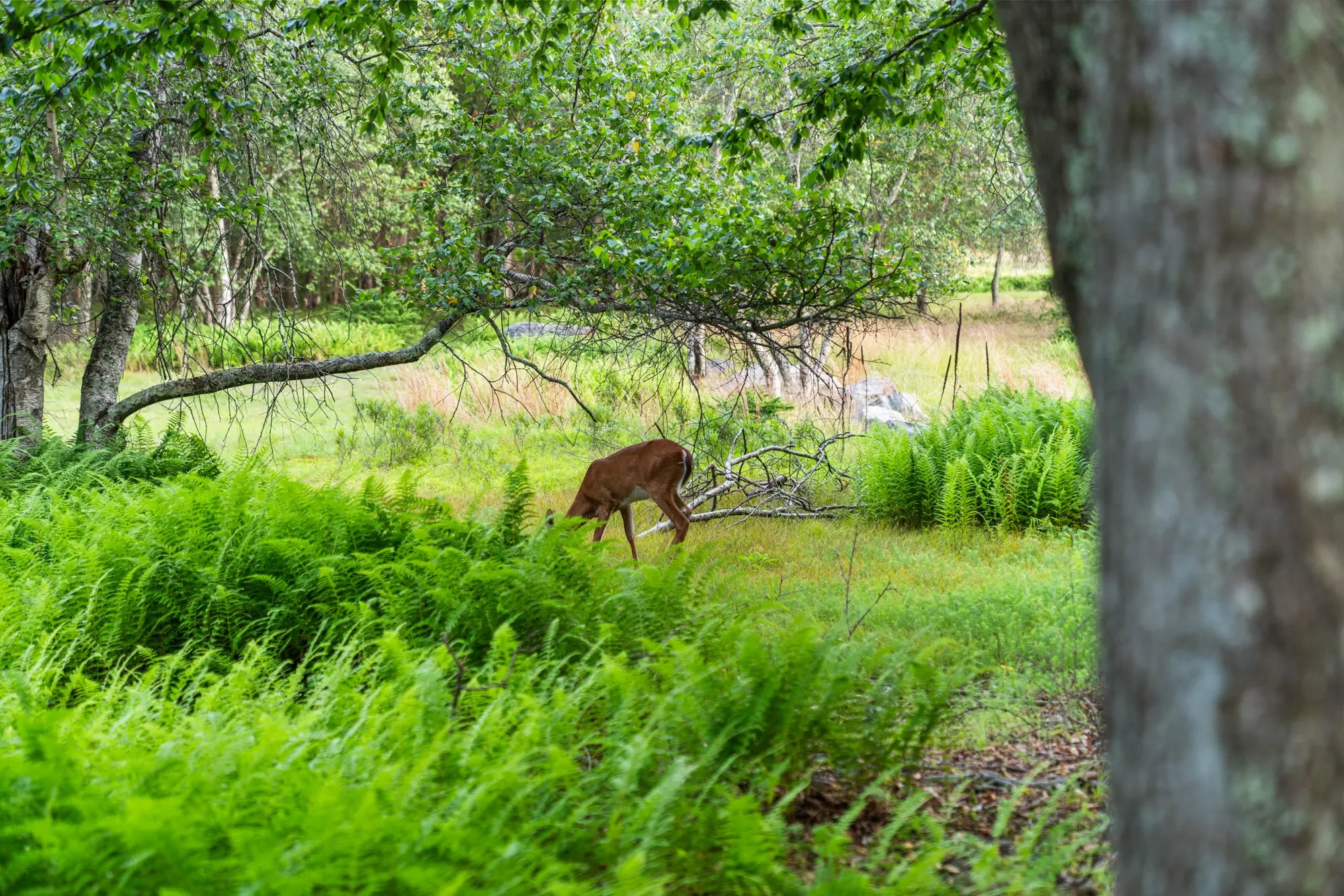 Airbnb Photography: Modern Rustic Retreat in Bushkill, PA