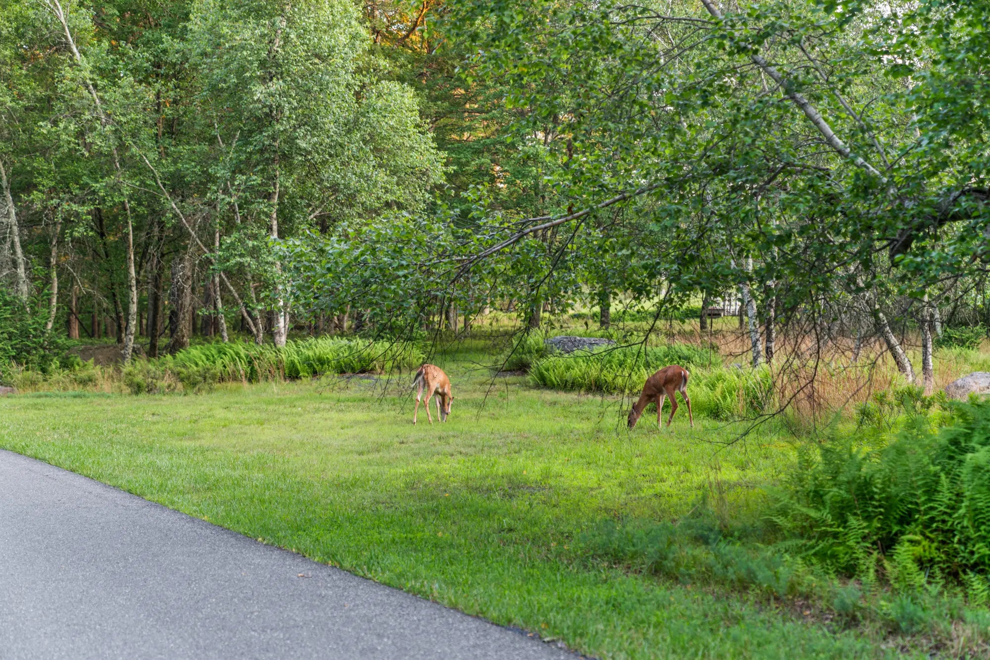 Airbnb Photography: Modern Rustic Retreat in Bushkill, PA